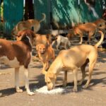 delhi stray dogs supreme court