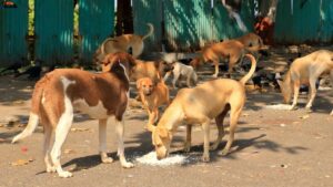 delhi stray dogs supreme court